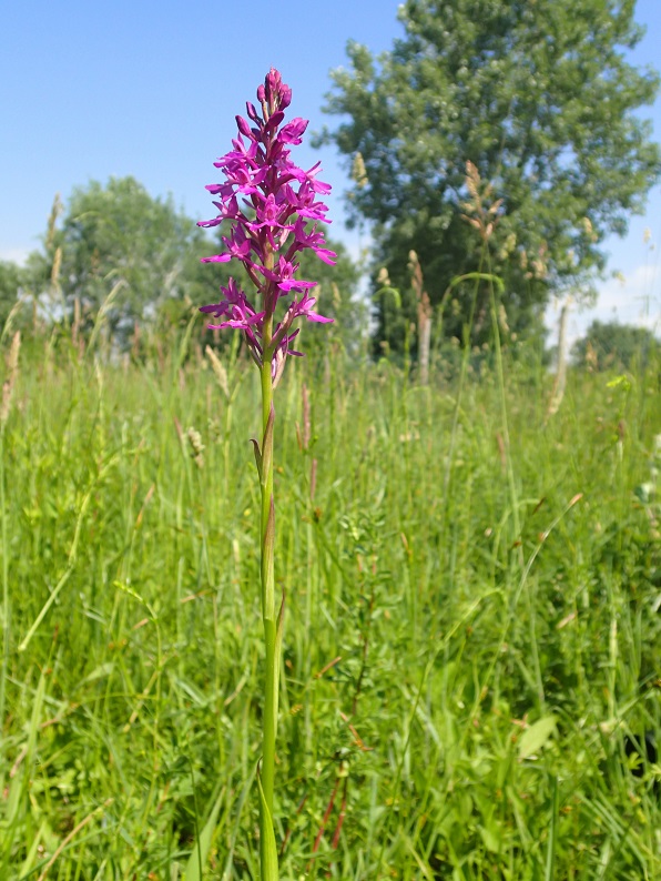 Anacamptis  duquesnei